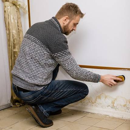 Bearded man removes black mold on the wall after leakage
